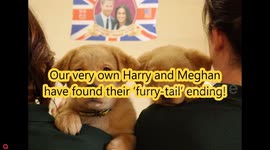 A litter of TEN puppies named after the Royals go to their new home