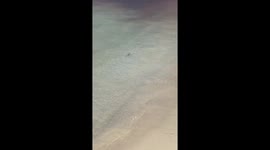 Shark attacks fish on shore 1 of 4