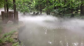 上海公园现喷雾树林宛如仙境美呆游客