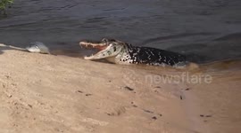 Giant Black Caiman Chase Hooked Vampire Fish and Piranha in the Amazon