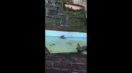 Cheeky monkeys hilarious swimming pool antics