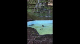 Cheeky monkeys fighting underwater in fountain pool