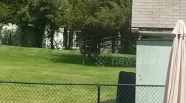 Deer Sighting In Backyard