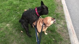 French bulldog humping paralyzed Puggle