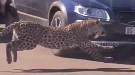 Moment leopard chases antelope around safari tourists' cars