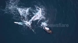 Drone captures mother whale and calf swimming off Reunion Island