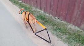 Dog towing chains