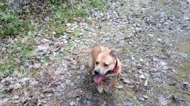 Jump training