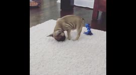 French bulldog puppy plays with his food