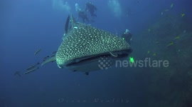 Three whale sharks