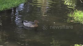 A beautiful Australian Wood Duck female swimming and drinking