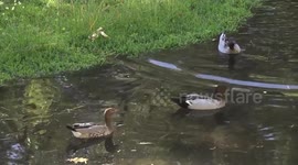Two pairs of striking Australian Wood Duck pairs swimming and drinking