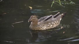 A lovely female Australian Wood Duck swimming and drinking - a closer view