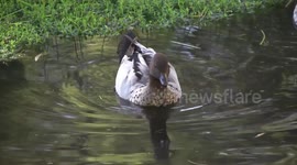A striking male Australian Wood Duck swimming and drinking - a closer view