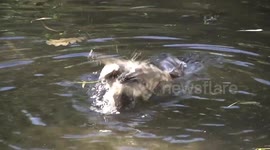 A female Australian Wood Duck enjoying a bath - a closer view