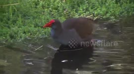 A spectacular Purple Swamphen bathing - it's having fun!