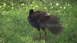 A beautiful Purple Swamphen preening after its bath