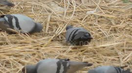 This Pigeon Are Digging The Garbage And Eating There Food || Real Indian Village Bird Video Full Hd