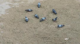 Pigeon Bird Are Searching And Eating Food || Real Bird Video With Natural Sound Full Hd