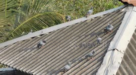 Pigeon Bird Are Sitting On A Village Building Roof || Relaxing And Enjoy There Life