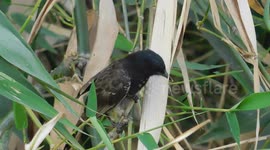 This Bird Are Hunting There Food || Real Hd Bird Video With Natural Sound