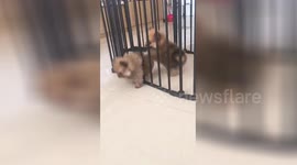 Fluffy dog squeezing through barrier cage shocks friend