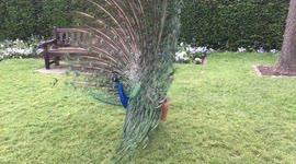 Blue Peacock displaying in London’s Holland Park