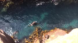 Sea Lions real aquarium in Tasmania!