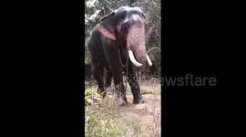Elephant puts running hose pipe in mouth to beat sizzling Indian summer