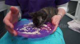 Meet Harry, Meghan, Kate and Liz, four kittens abandoned in box in need of a home