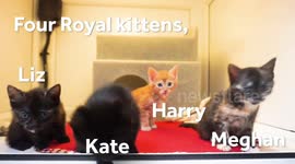 Meet Harry, Meghan, Kate and Liz, four kittens abandoned in box in need of a home