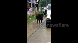 Wild elephant calf’s day out in south Indian city