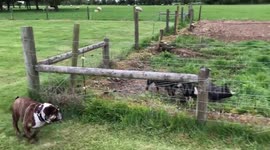 English bulldog makes friends with piglets while on family vacation