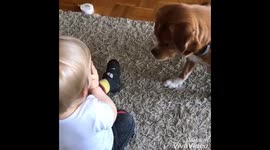a cute dog steals crunchy baby