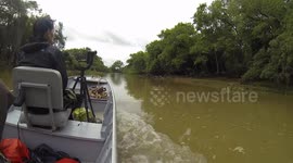 Boat ride on a jungle river in the Brazilian Pantanal