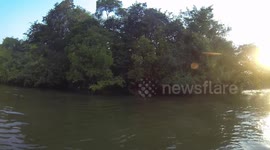 Giant river otter swims towards boat