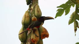 Chestnut eared aracari eating fruit in a tree