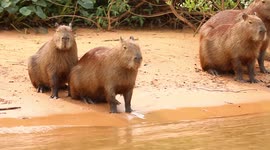 Capybaras basking in the afternoon sun on a riverbank in the Brazilian Pantanal