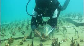 Coral re-planted on artificial reef in Indonesia after years of bleaching