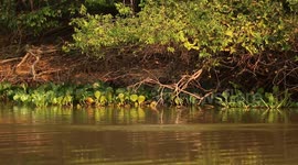 A kingfisher dives in the water and picks up a fish