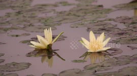 White flowers in a pond in the Brazilian Pantanal