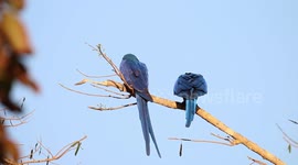 Two hyacinth macaws up in a tree in the Brazilian Pantanal