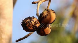 Ants walking on a fruit up in a tree in the Brazilian Pantanal
