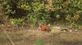 Coati chewing while sitting in the grass in the Brazilian Pantanal