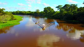 PANTANAL BRAZIL