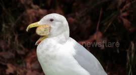 Seagulls wrestle for oversized bagel stuck in bird's mouth