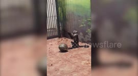 Fists of fury: Talented monkey shows off kung fu moves