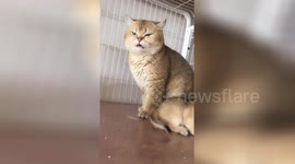 Cat disgusted by smell of own kitten's bottom