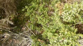 High Juniper Pollen Plume.