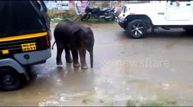 Wild elephant calf steps into city after mom dies